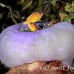 anemonefish_pink_jr_mb_h_0242_png3652.jpg